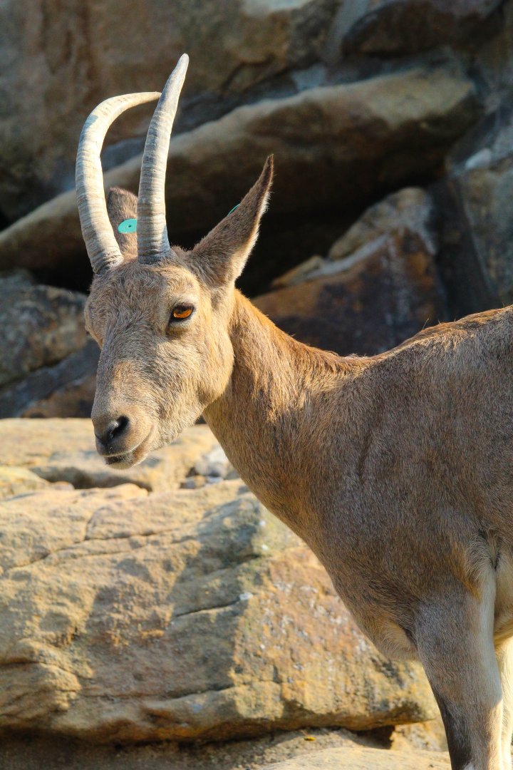 Siberian Ibex- September 2024
