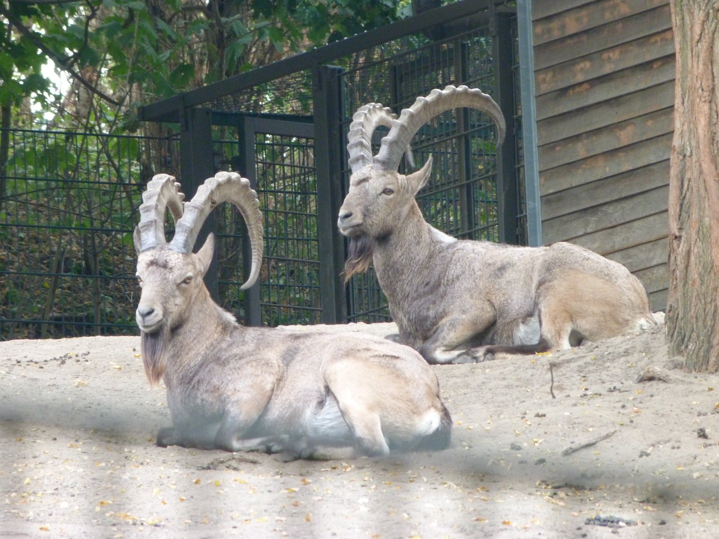 Siberian ibex -Tierpark Berlin (2024)