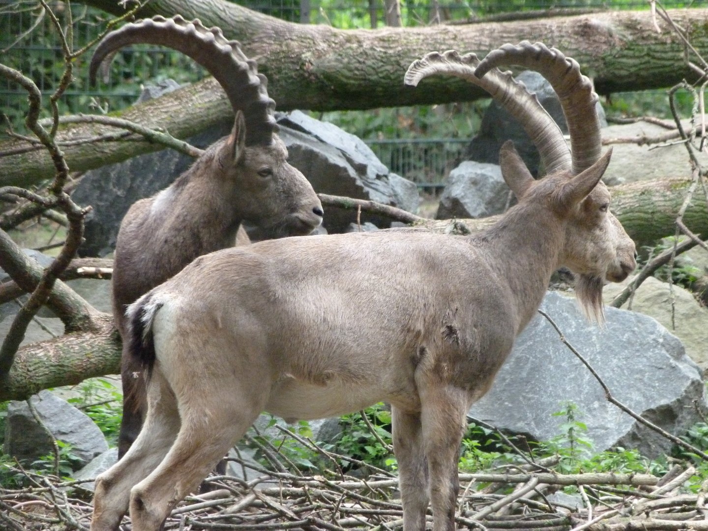 Siberian ibex -Tierpark Berlin (2024)