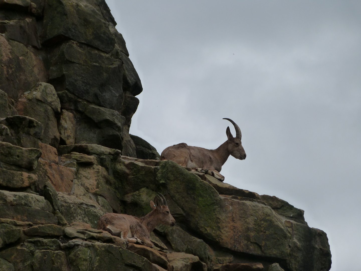 Siberian ibex -Zoologischer Garten Berlin (2024)