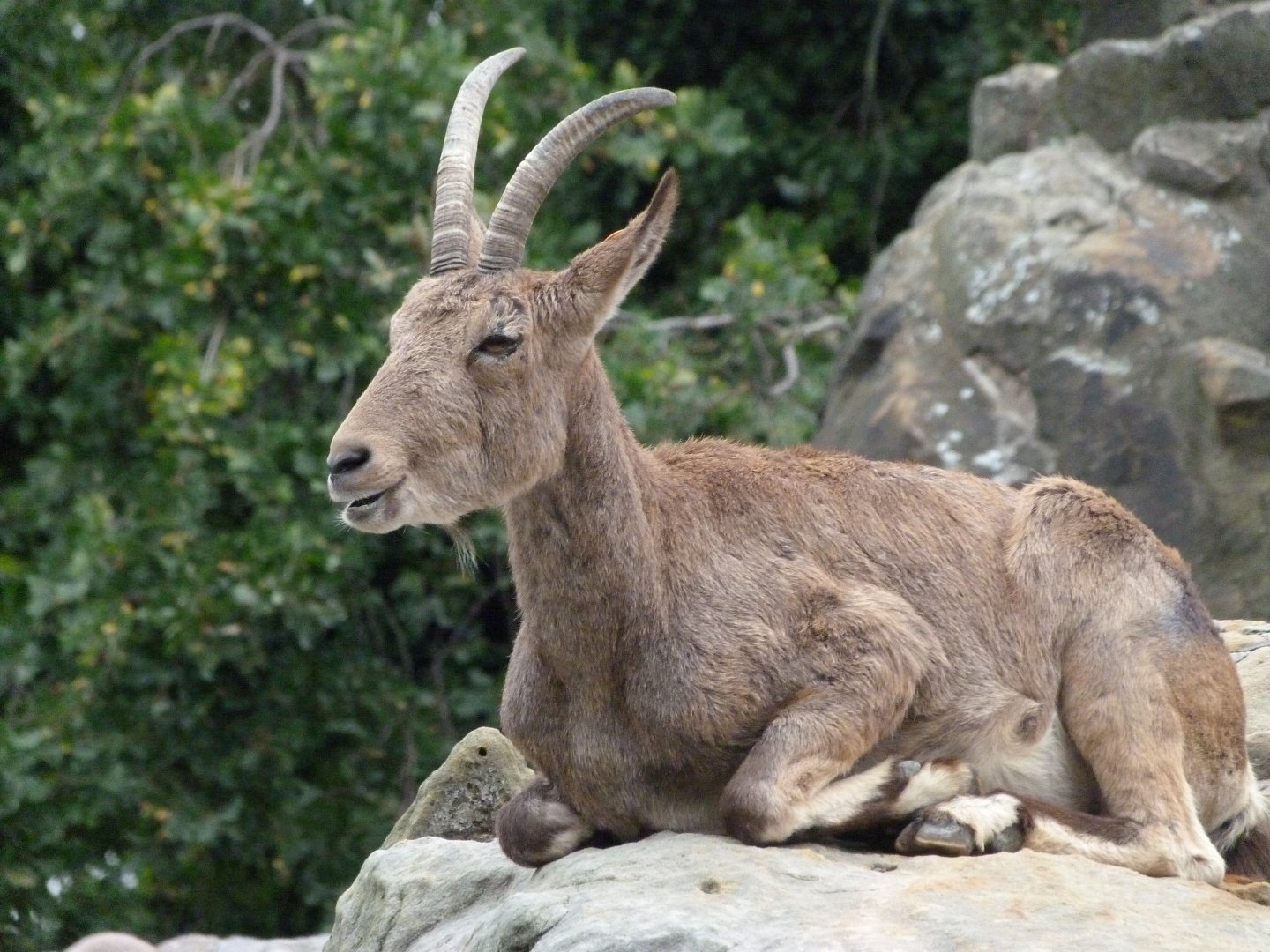 Siberian ibex -Zoologischer Garten Berlin (2024)