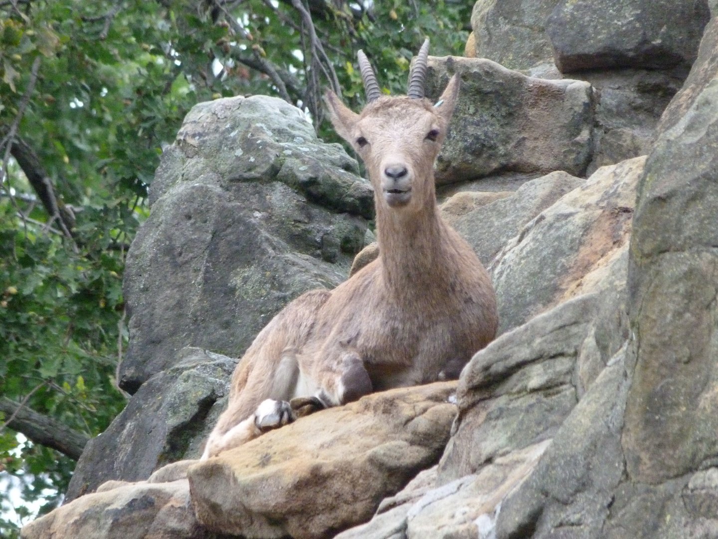 Siberian ibex -Zoologischer Garten Berlin (2024)