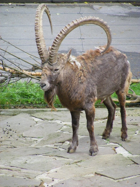 Siberian ibex