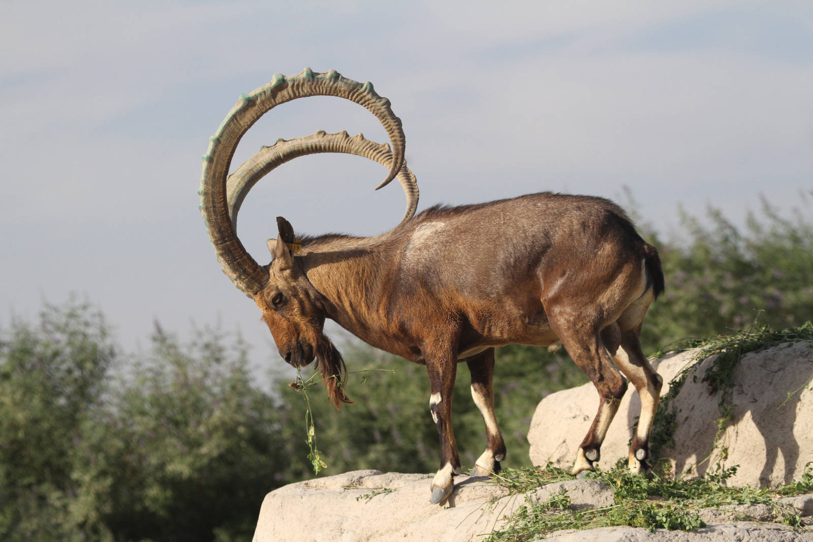Siberian Ibex