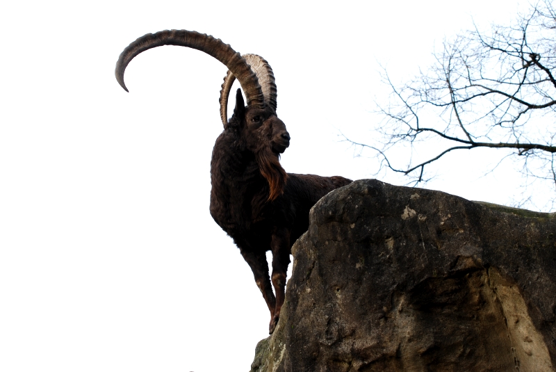 Siberian ibex
