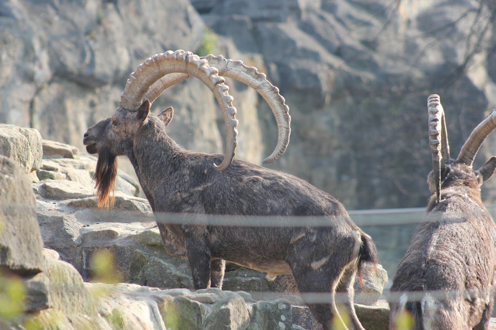 Siberian ibex