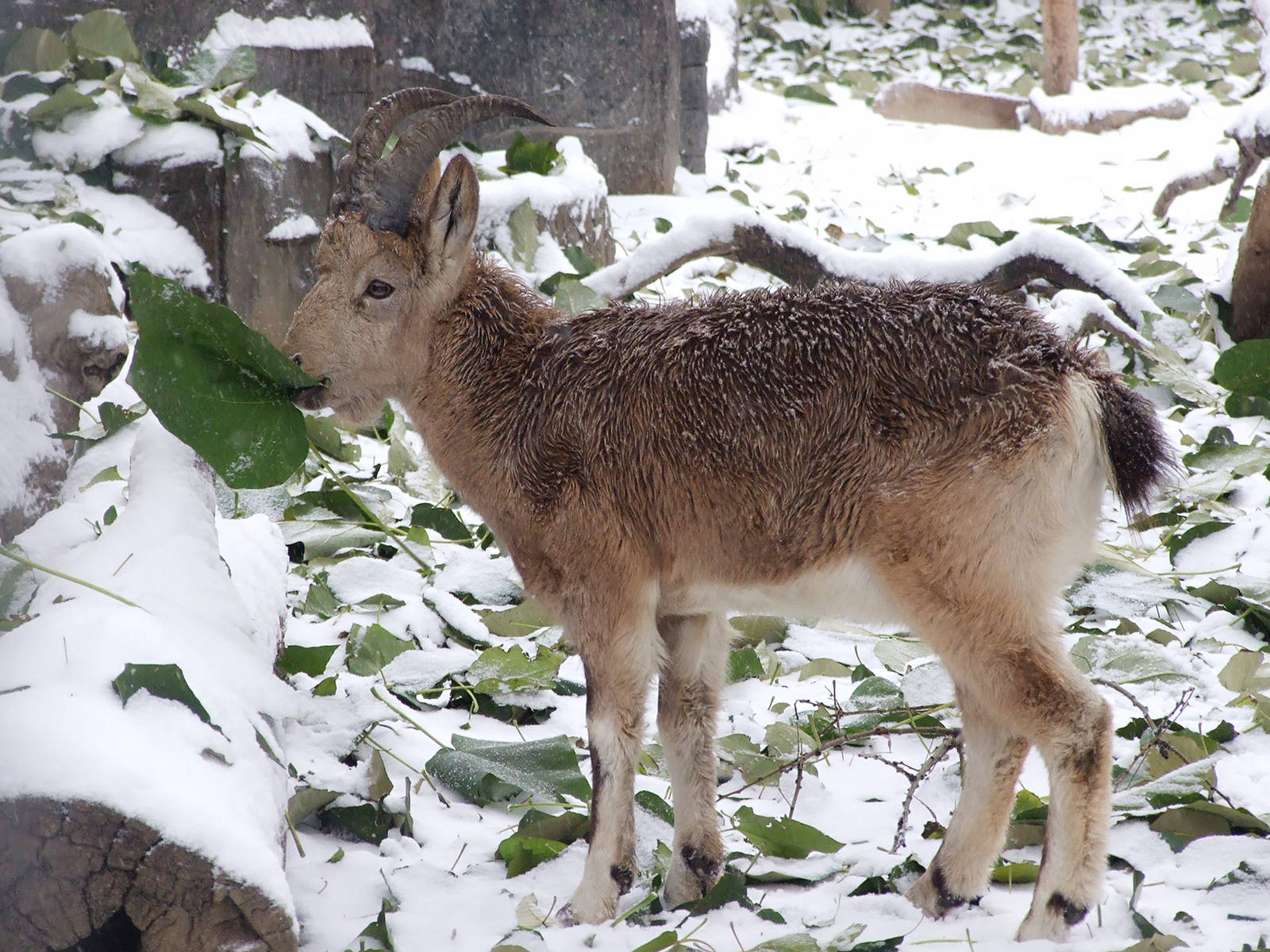 Siberian ibex