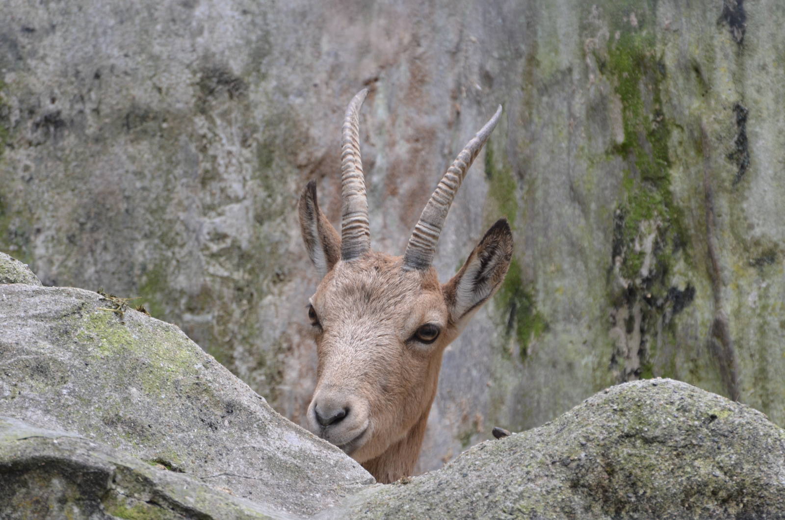 Siberian ibex