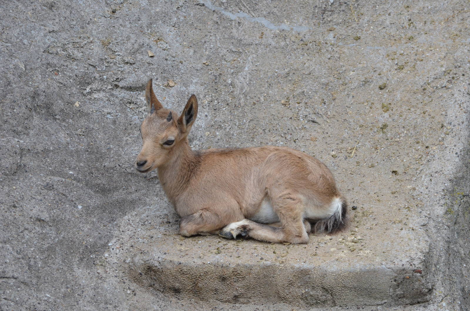 Siberian ibex