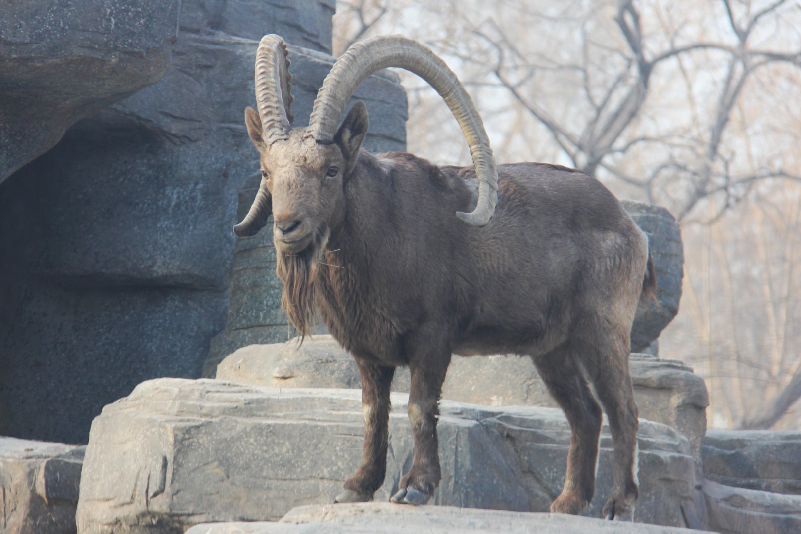 Siberian Ibex