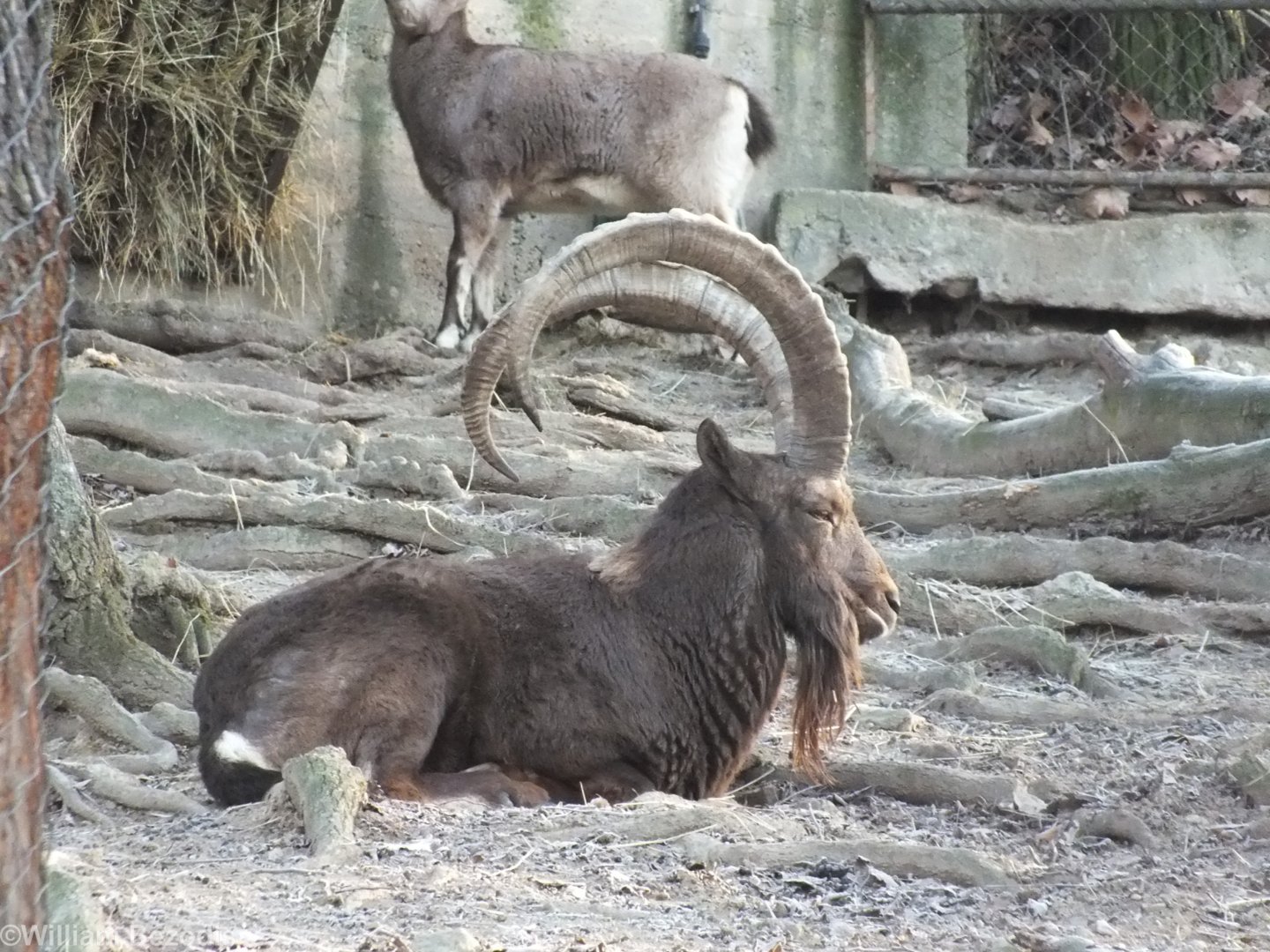 Siberian Ibex