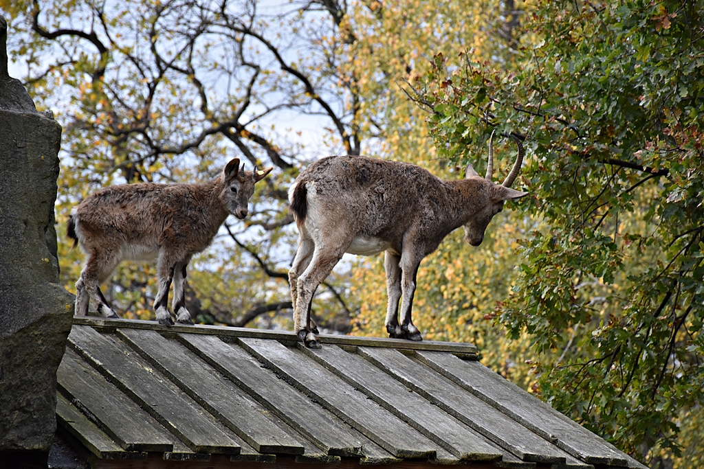 Siberian ibex
