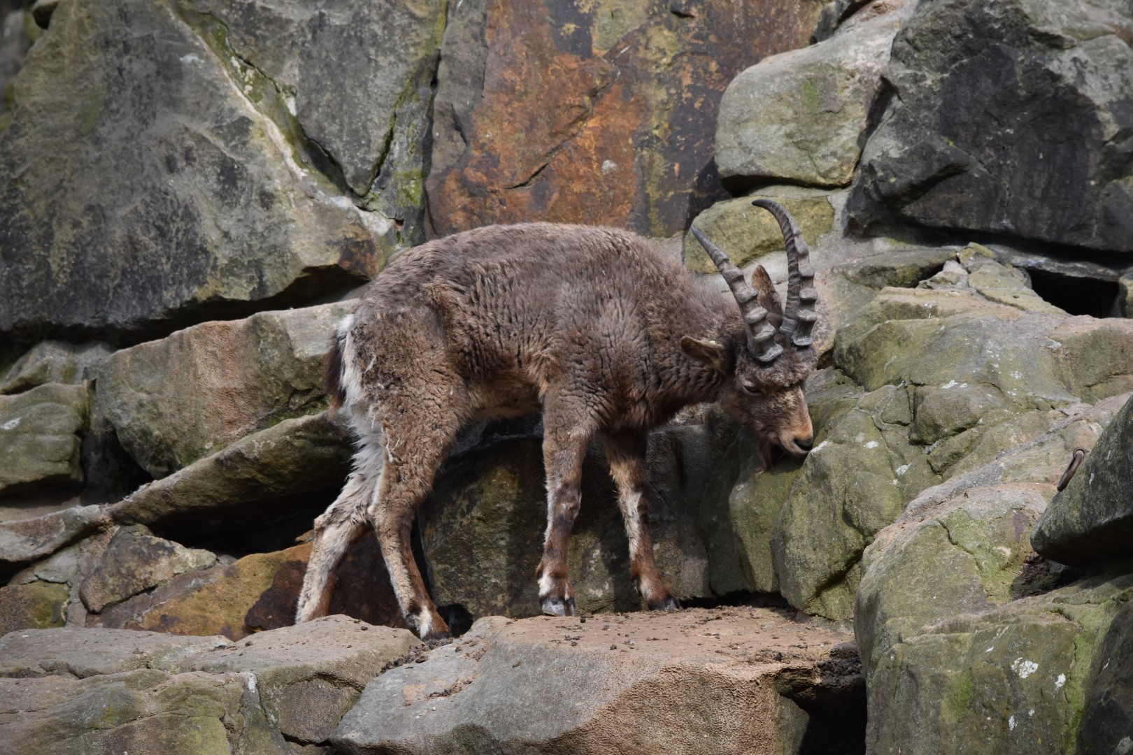 Siberian ibex