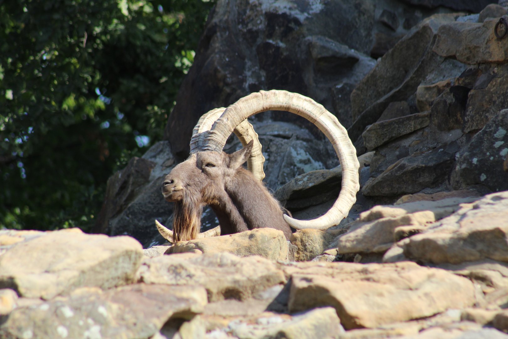 Siberian Ibex