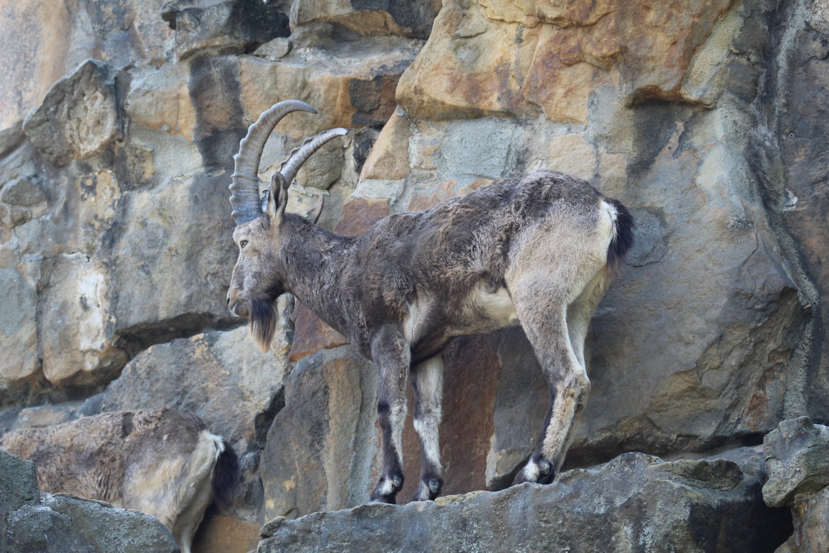 Siberian Ibex