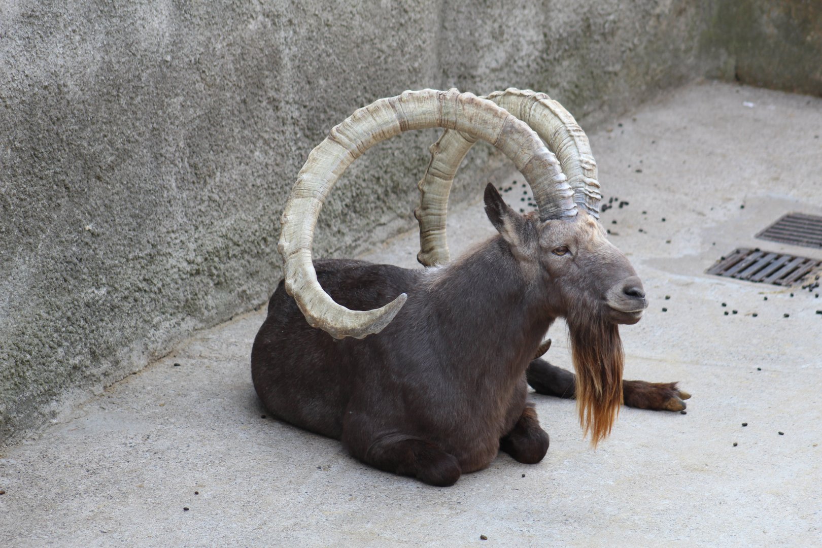 Siberian Ibex