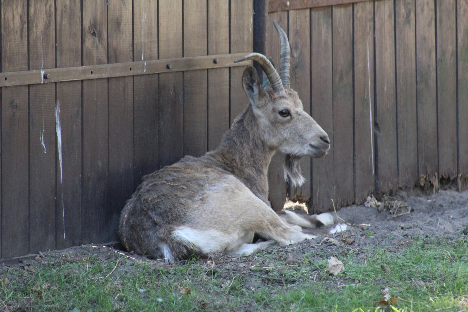 Siberian Ibex