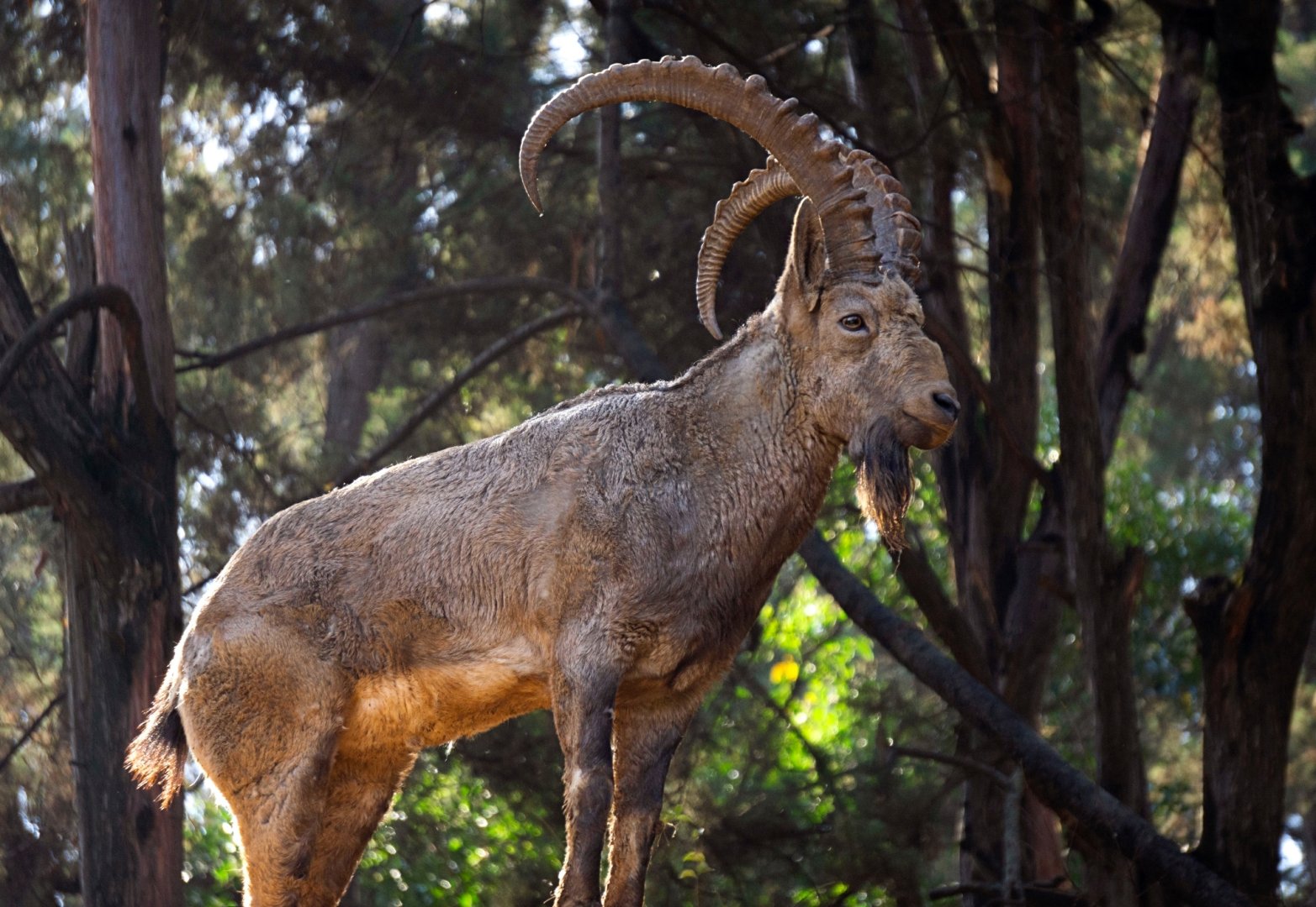 Siberian ibex
