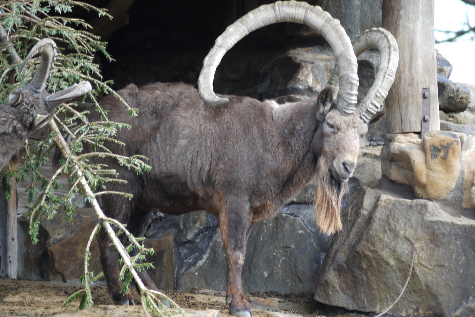 Siberian Ibex