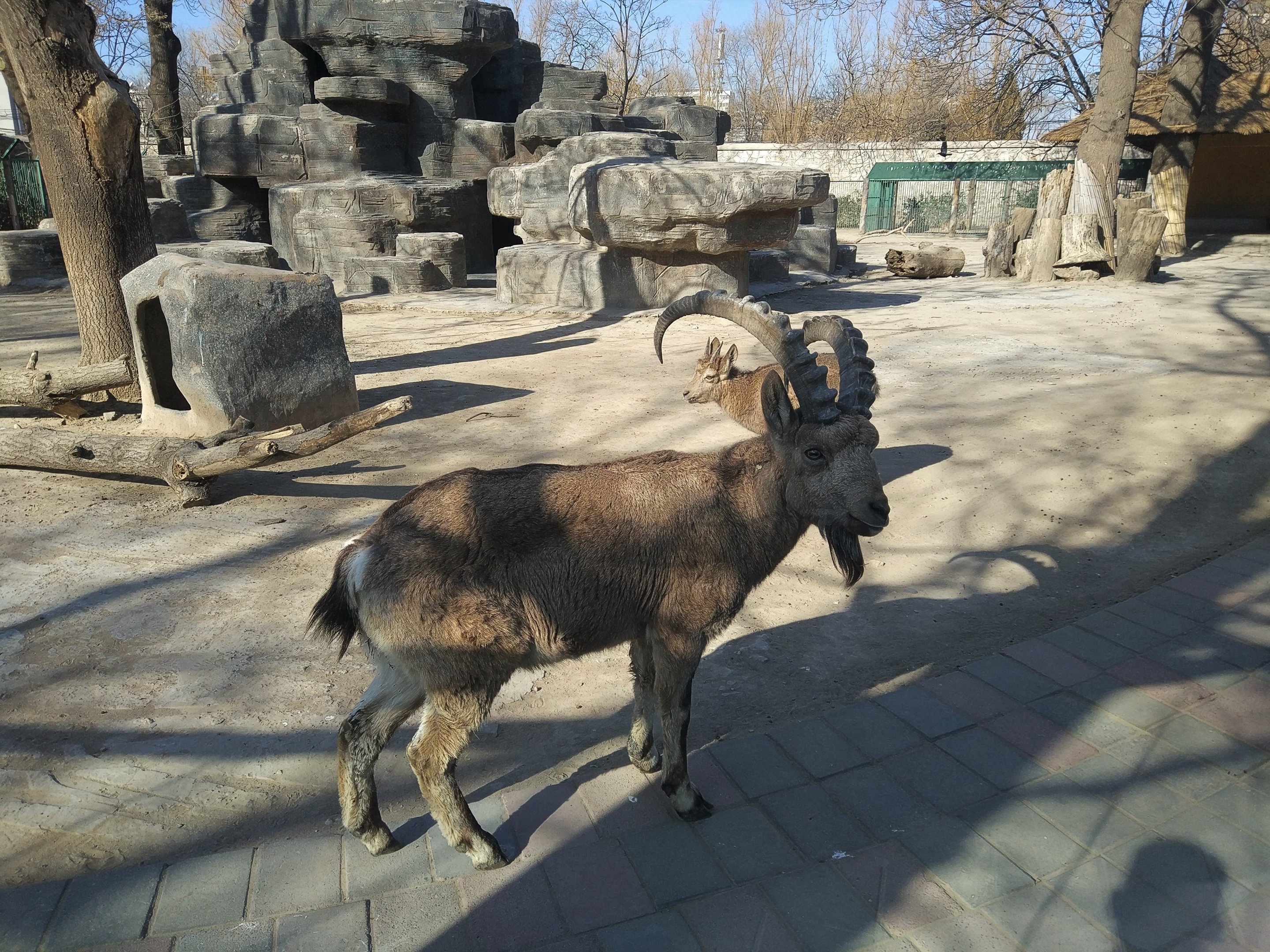 Siberian Ibex?
