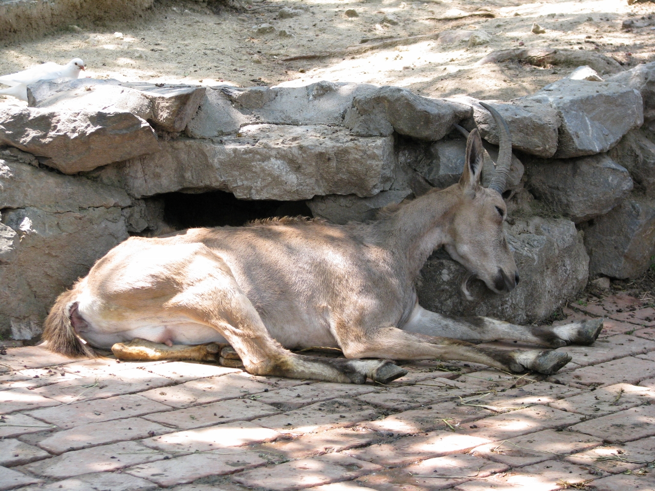 Siberian ibex