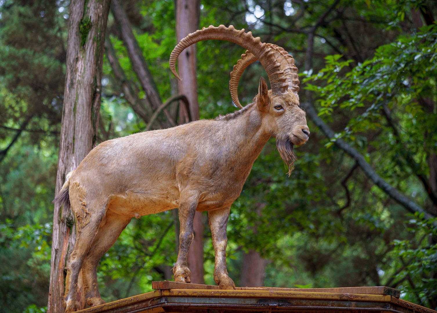 Siberian ibex