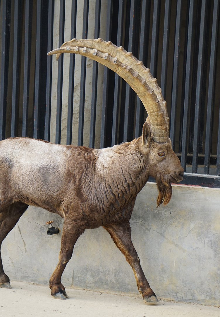 Siberian ibex