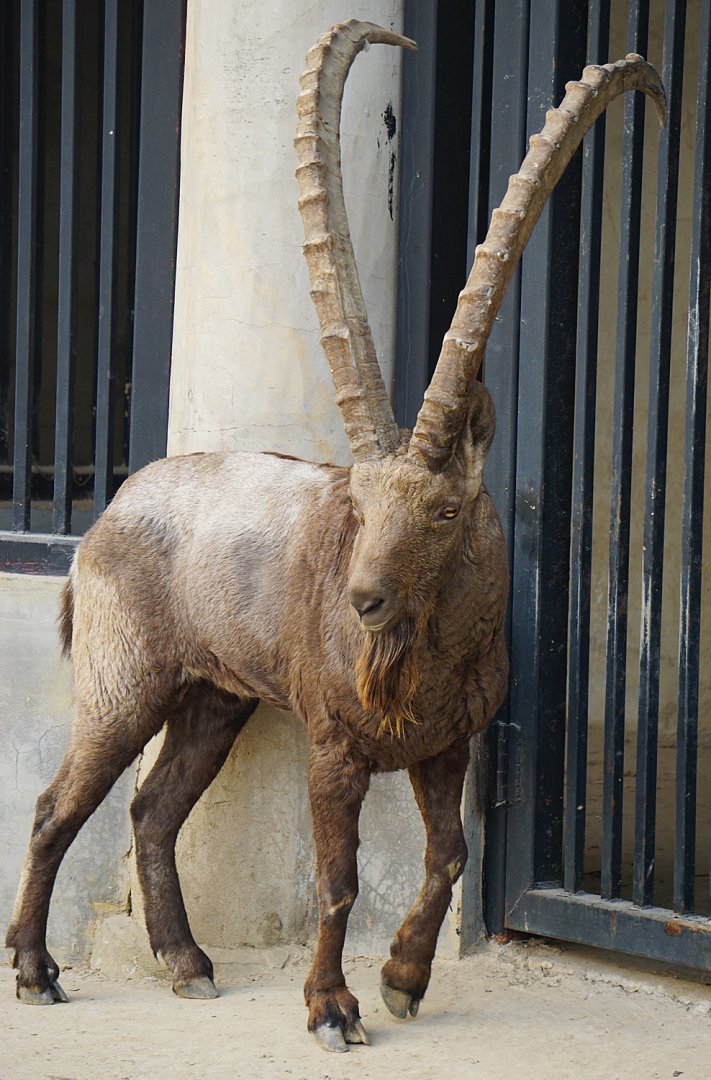 Siberian ibex
