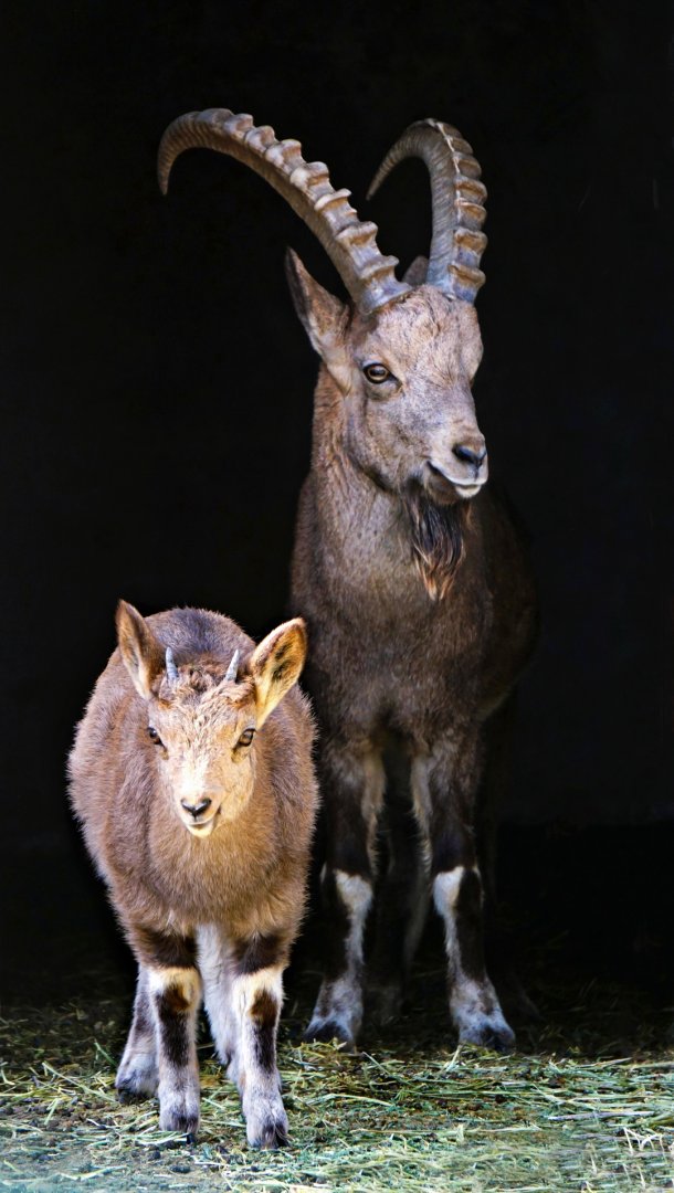 Siberian ibex