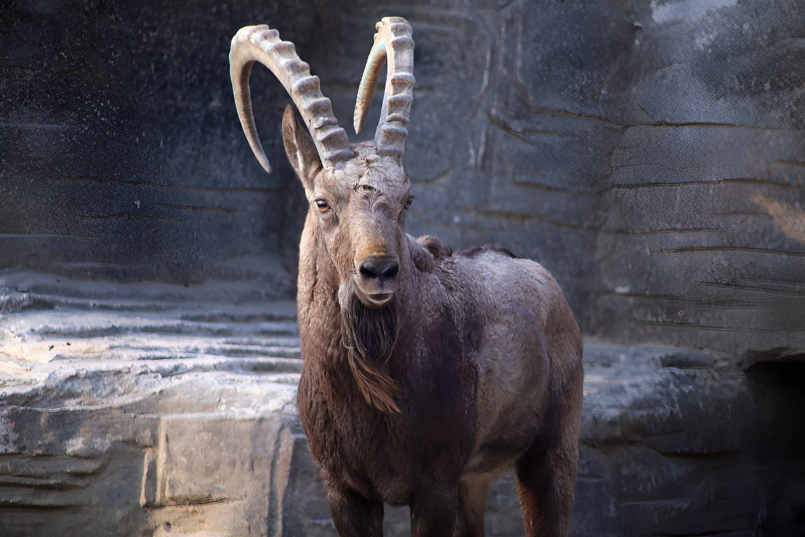 Siberian Ibex