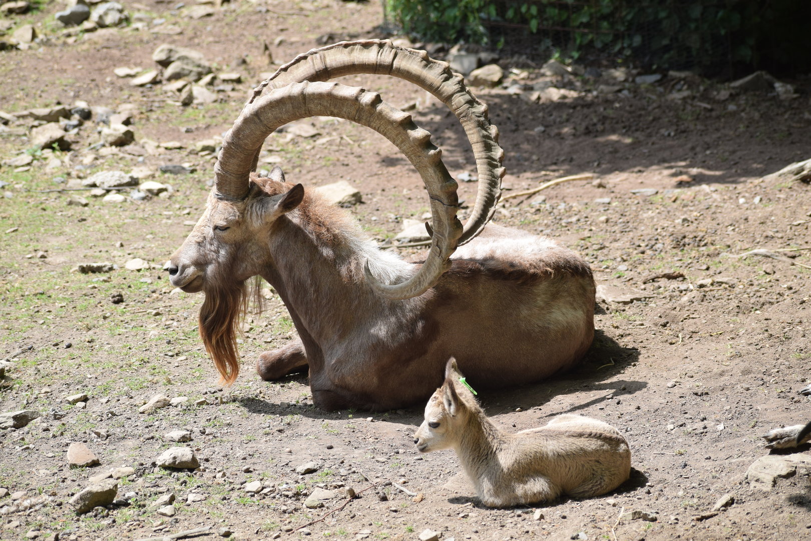 Siberian ibex