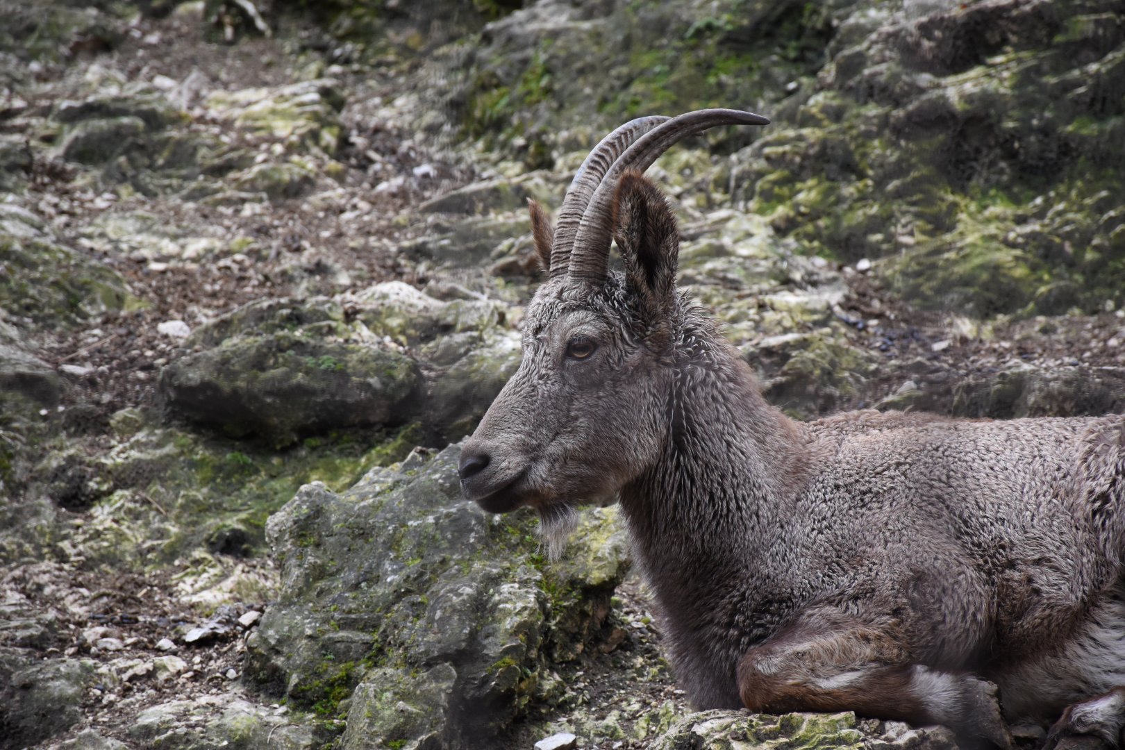 Siberian ibex