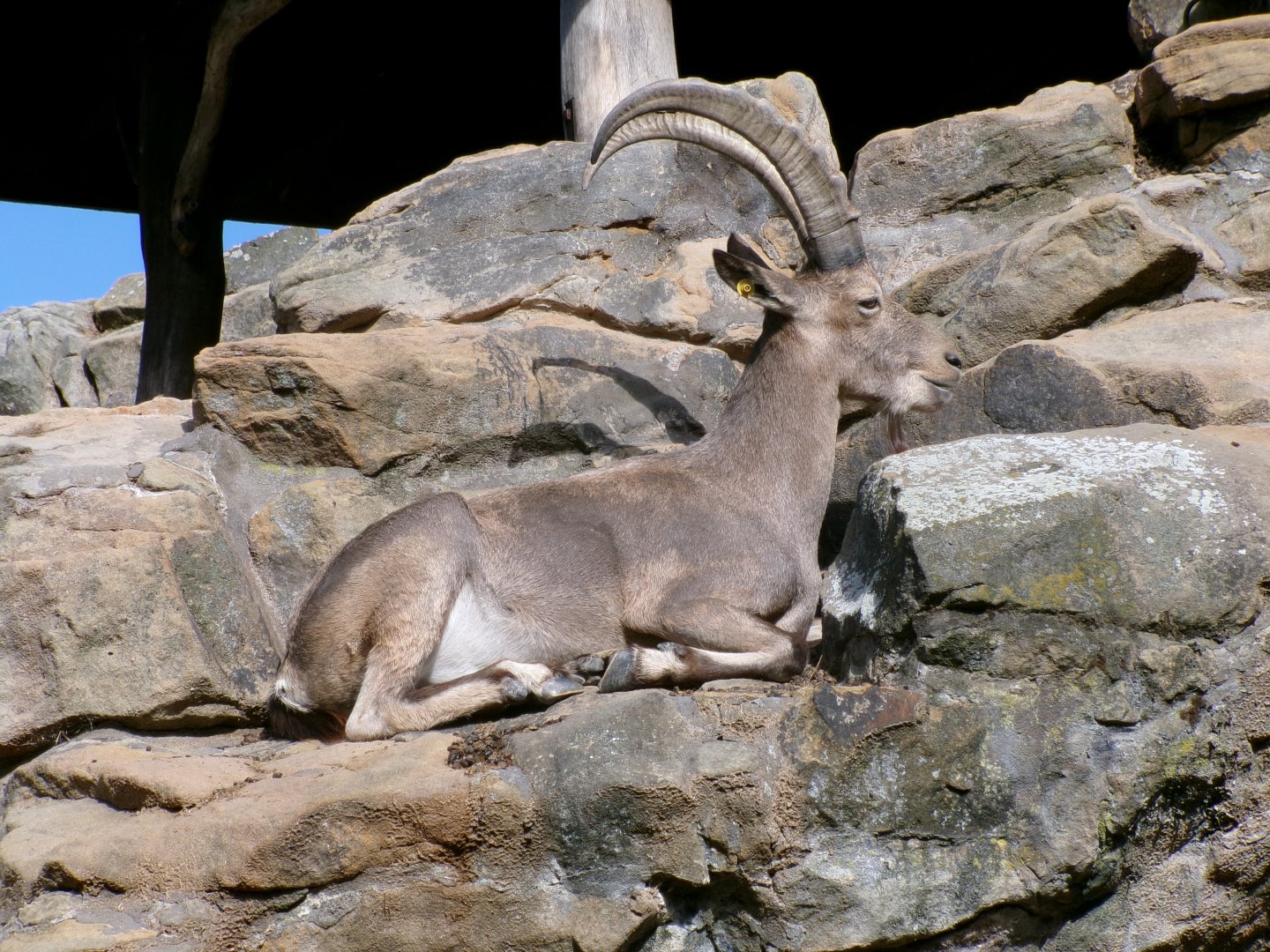 Siberian ibex