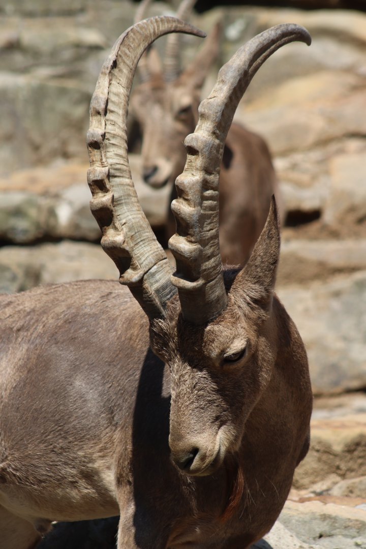 Siberian Ibex