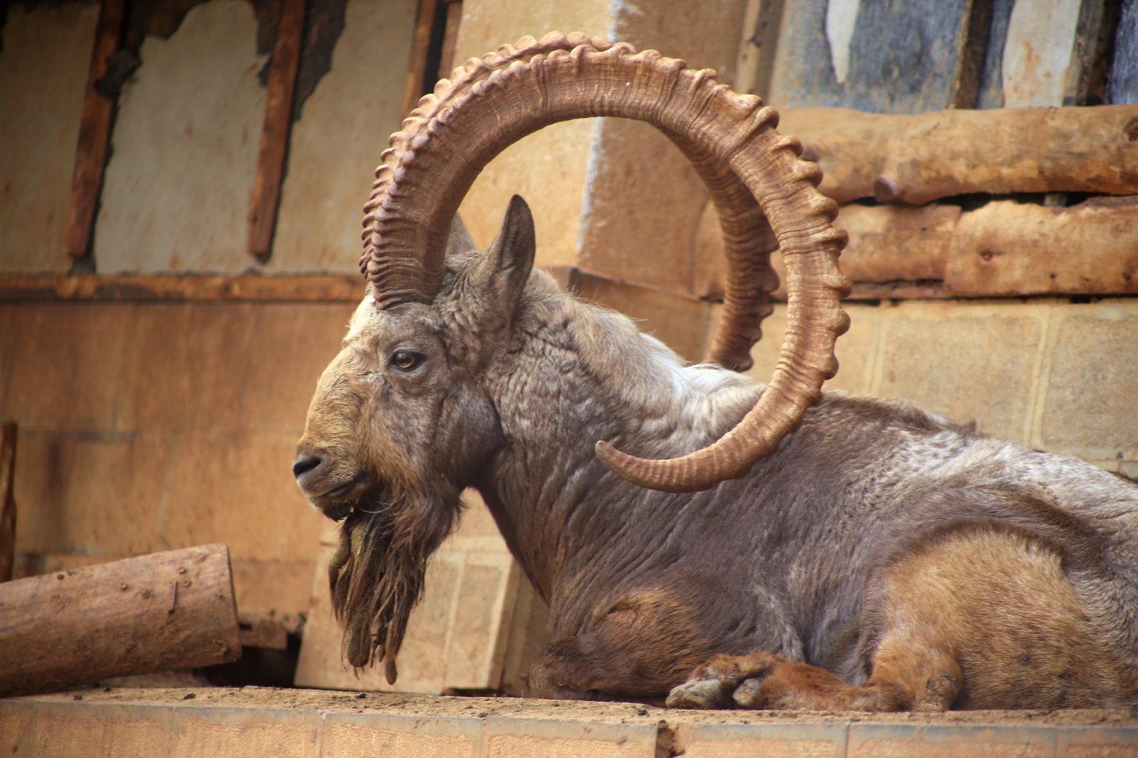 Siberian Ibex