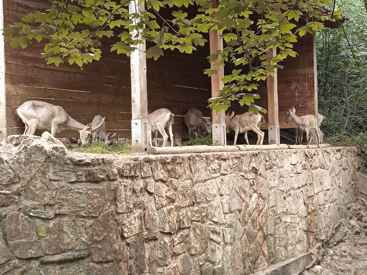 Siberian ibexes