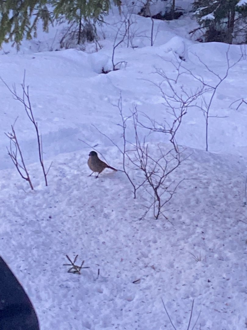 siberian jay Perisoreus infaustus