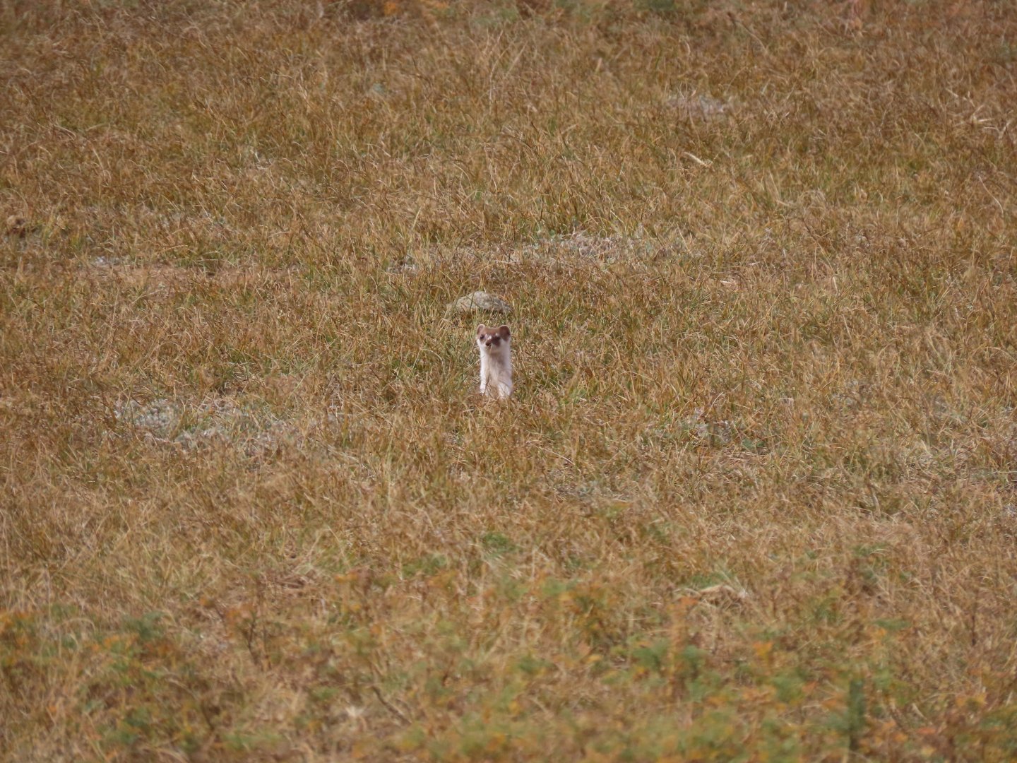 Siberian least weasel M. n. pygmaea