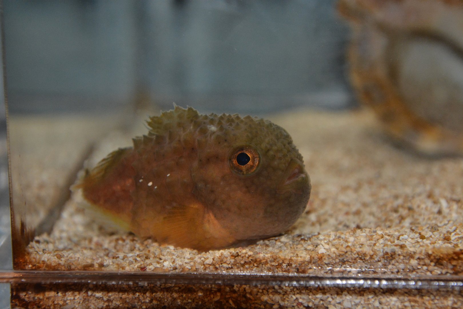 Siberian lumpsucker (Eumicrotremus asperrimus)