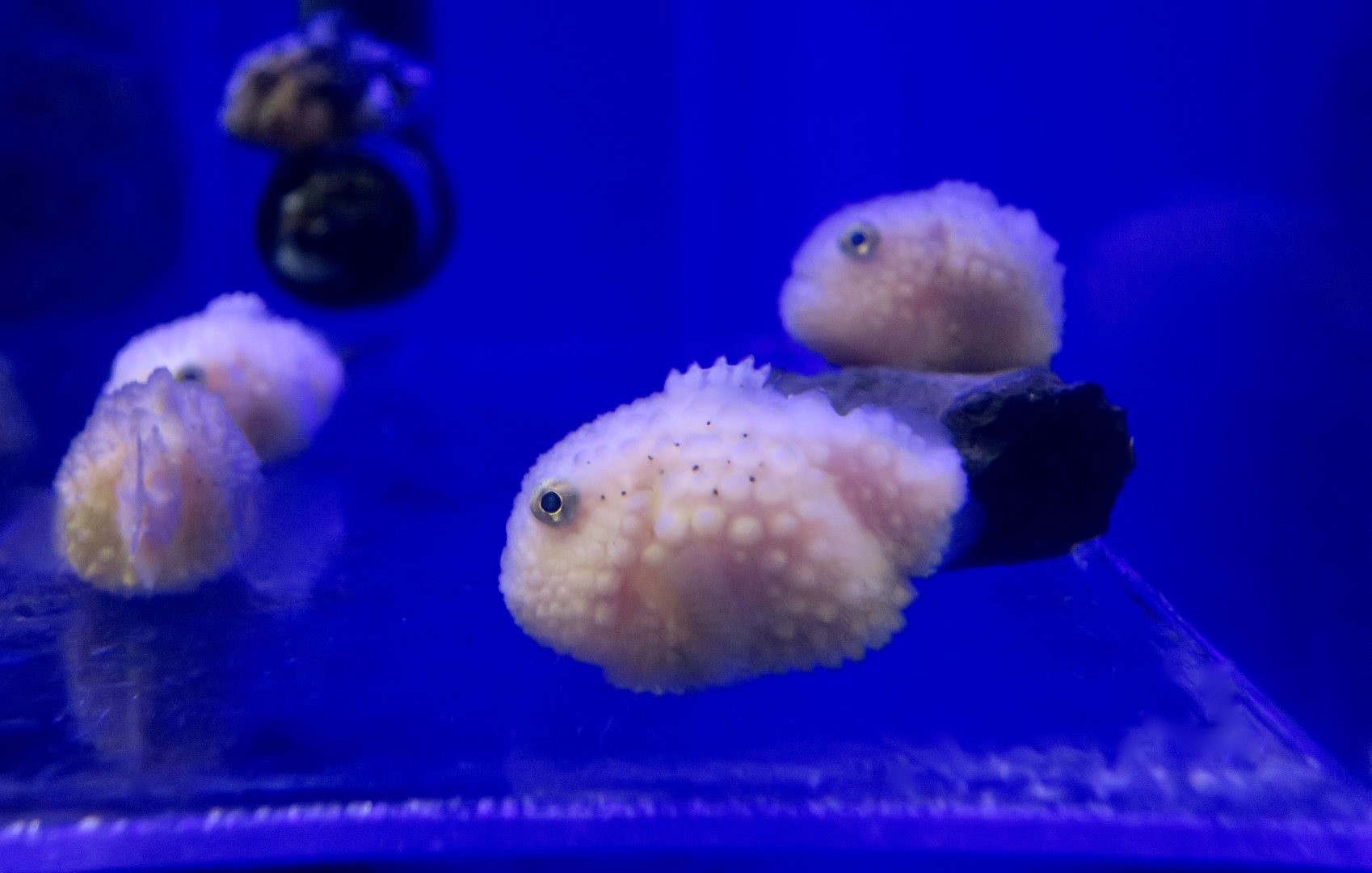 Siberian Lumpsucker (Eumicrotremus asperrimus)