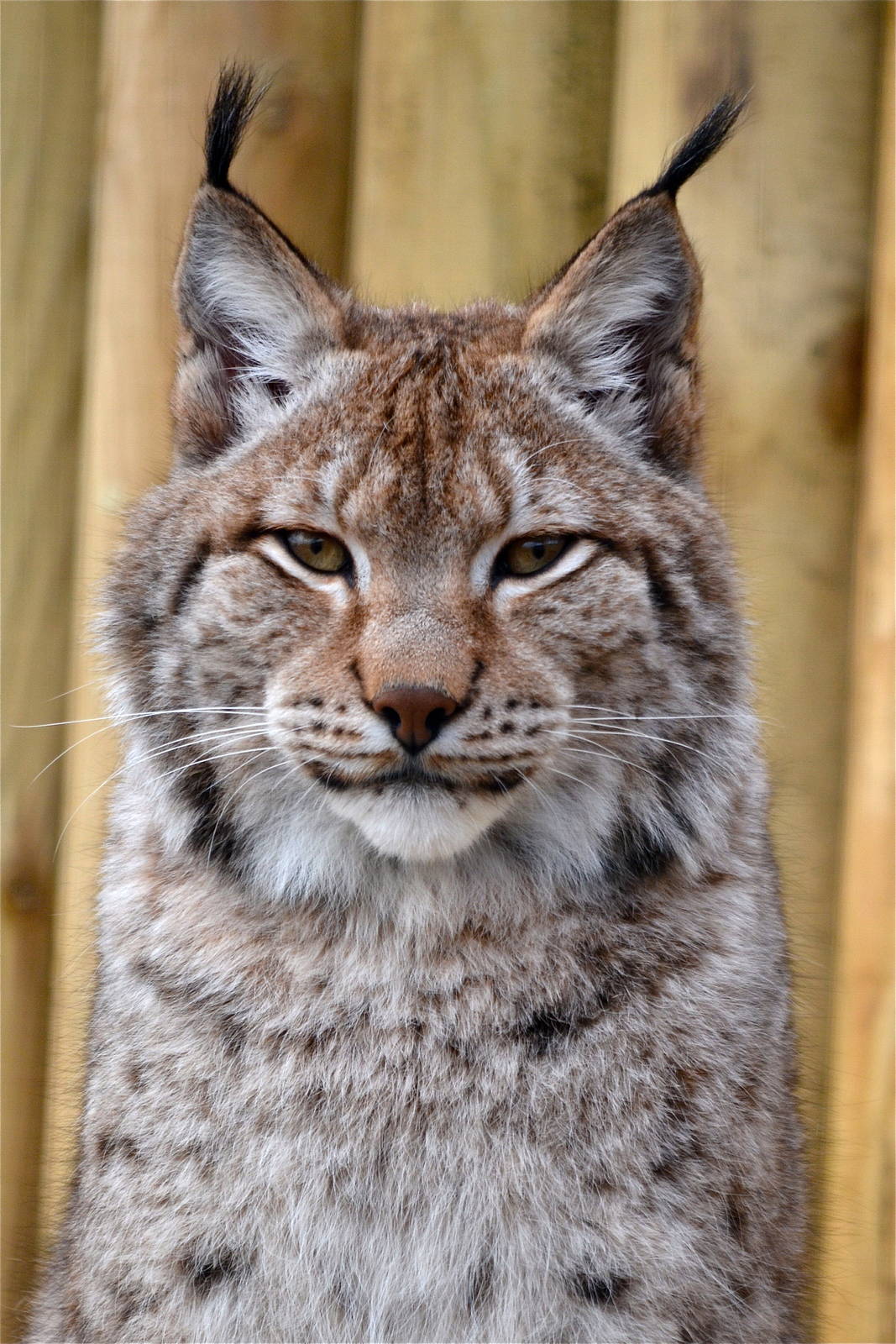Siberian Lynx at Woodside Wildlife & Falconry Park Lincolnshire