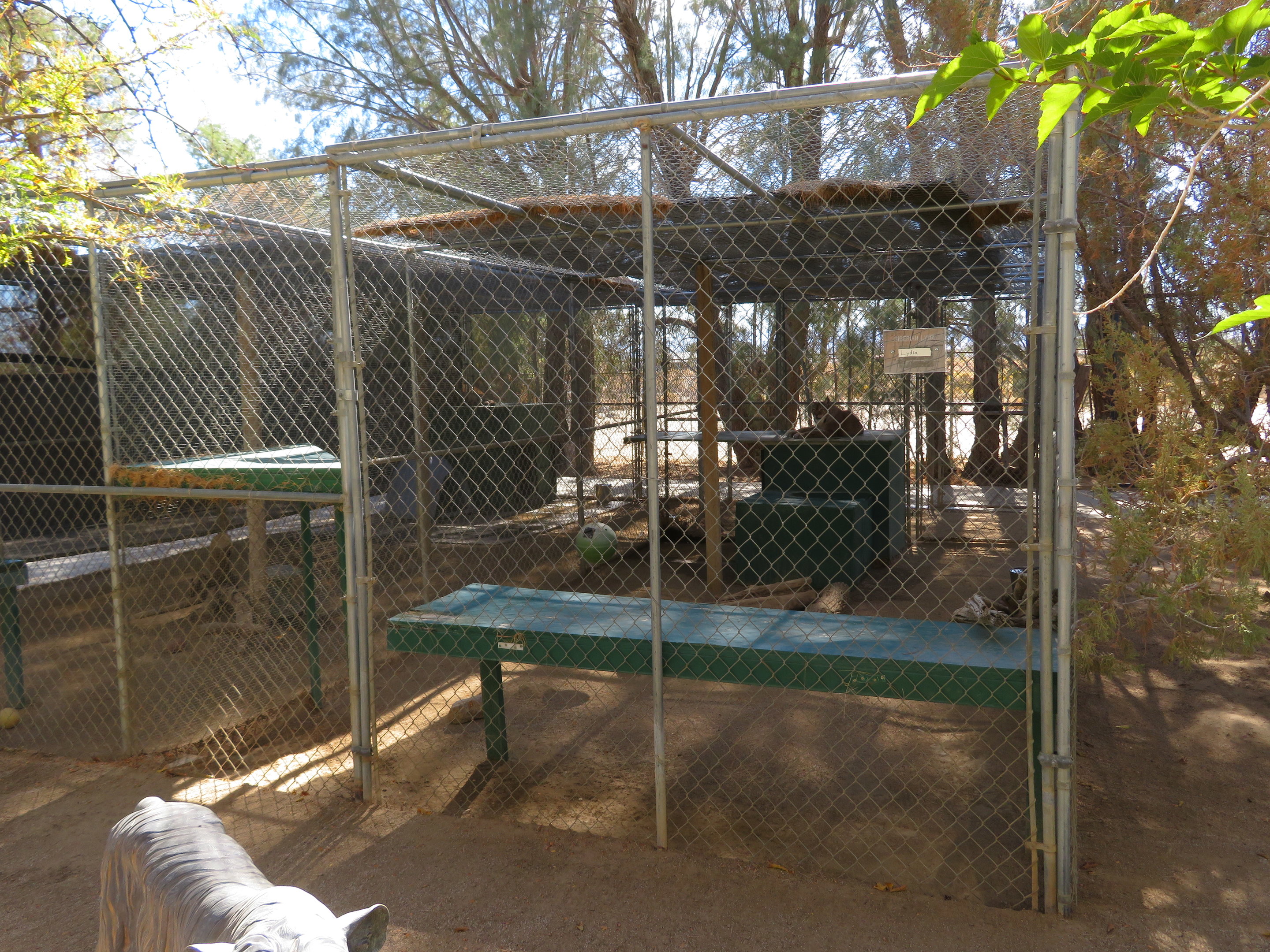 Siberian Lynx Enclosure (2022)