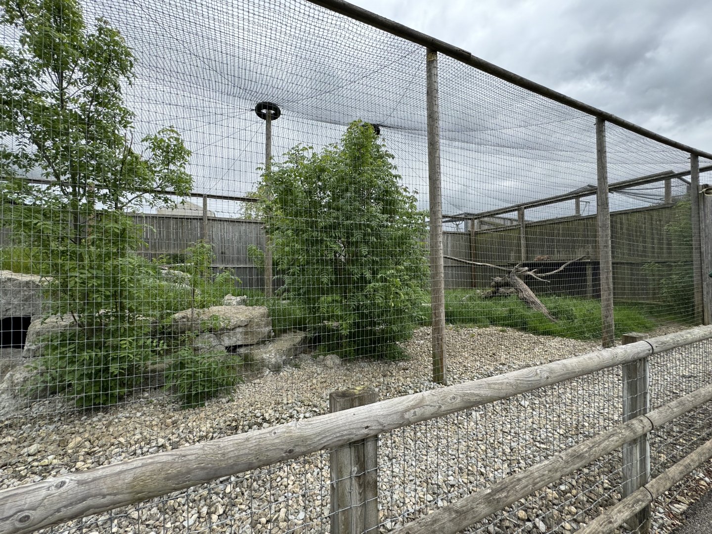 Siberian Lynx Enclosure at Woodside Wildlife Park (May 2024)