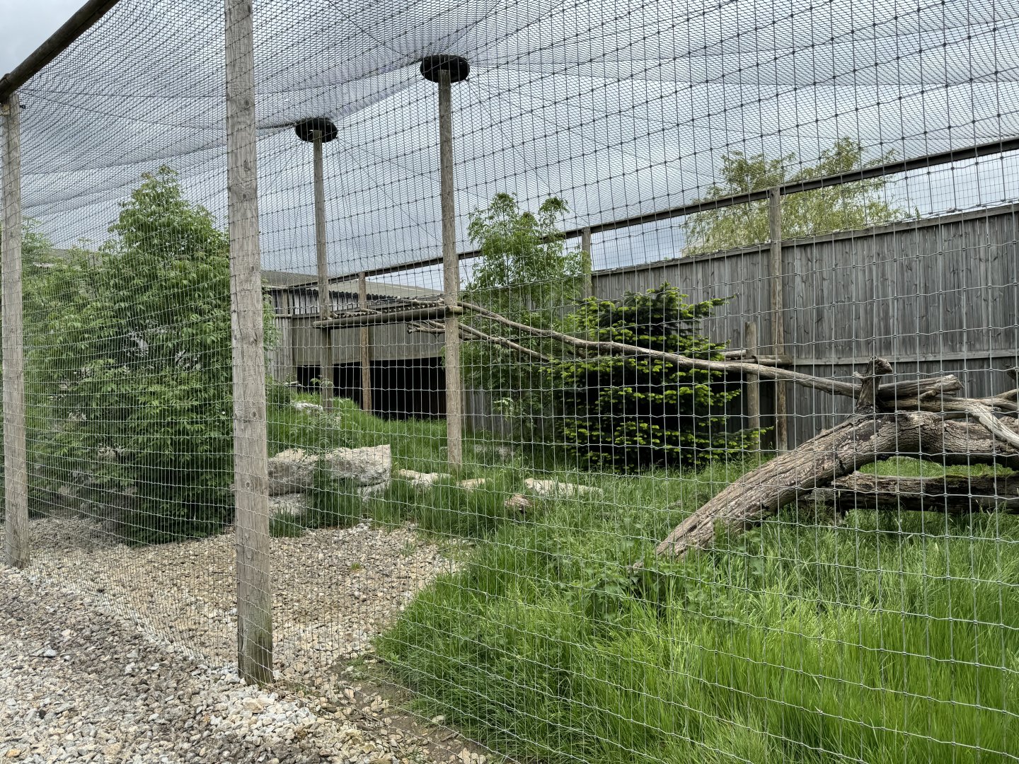 Siberian Lynx Enclosure at Woodside Wildlife Park (May 2024)