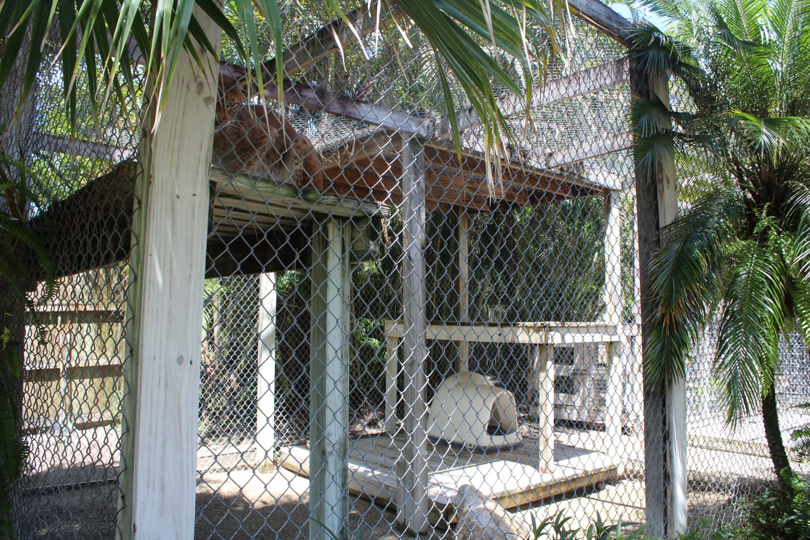 Siberian Lynx Enclosure - Mccarthy Wildlife Sanctuary
