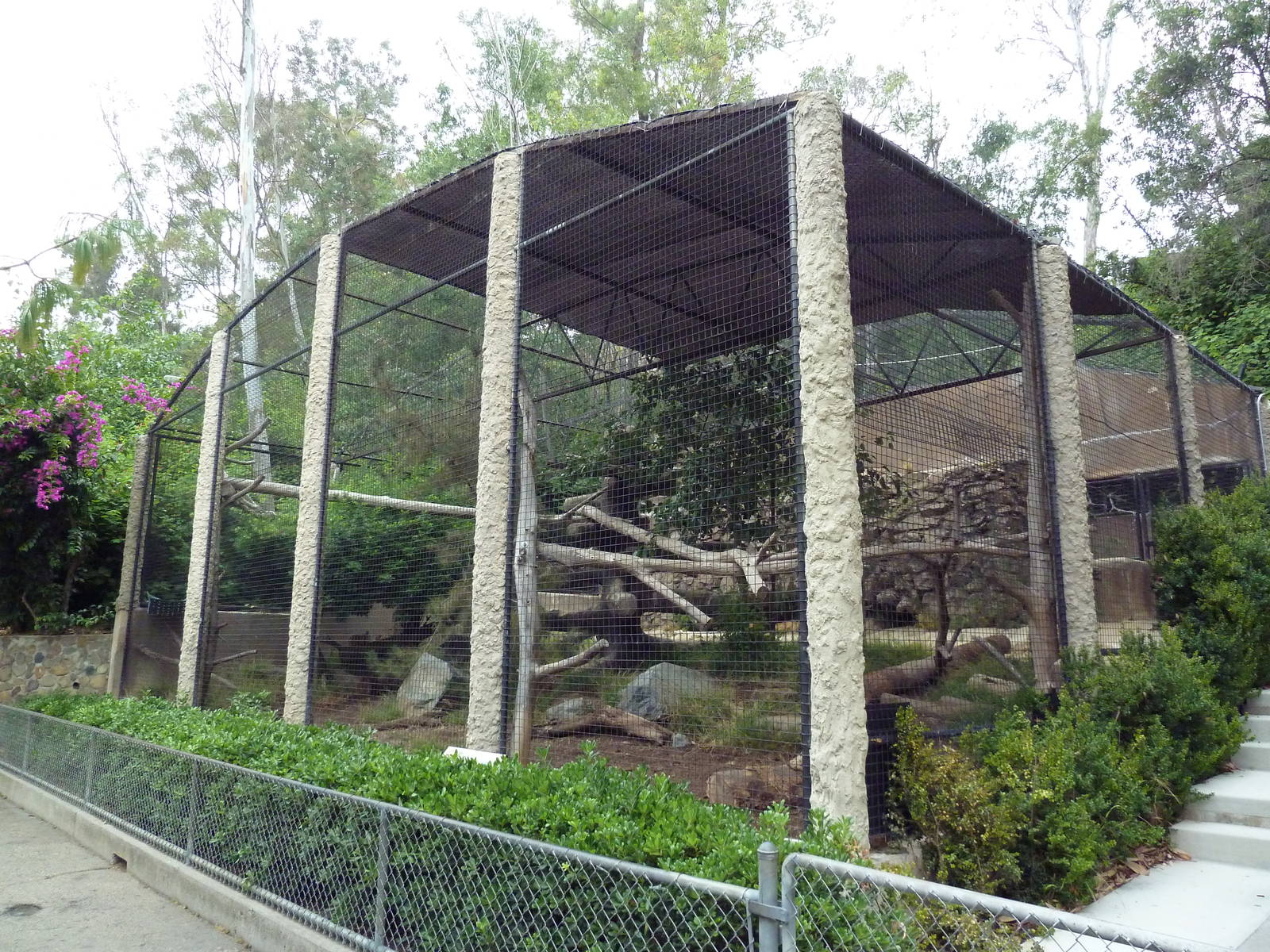 Siberian Lynx Exhibit