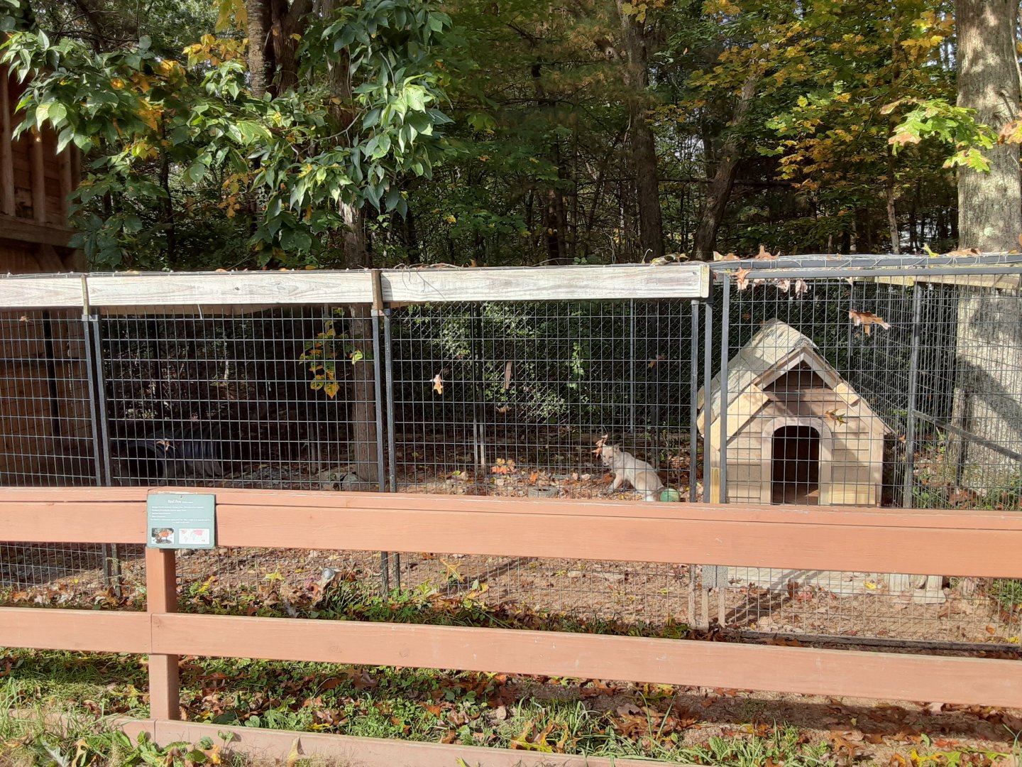 Siberian Lynx exhibit