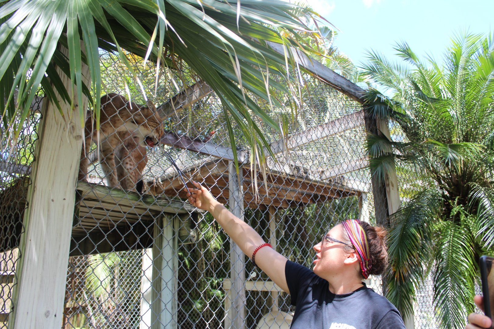 Siberian Lynx Feeding - Mccarthy Wildlife Sanctuary