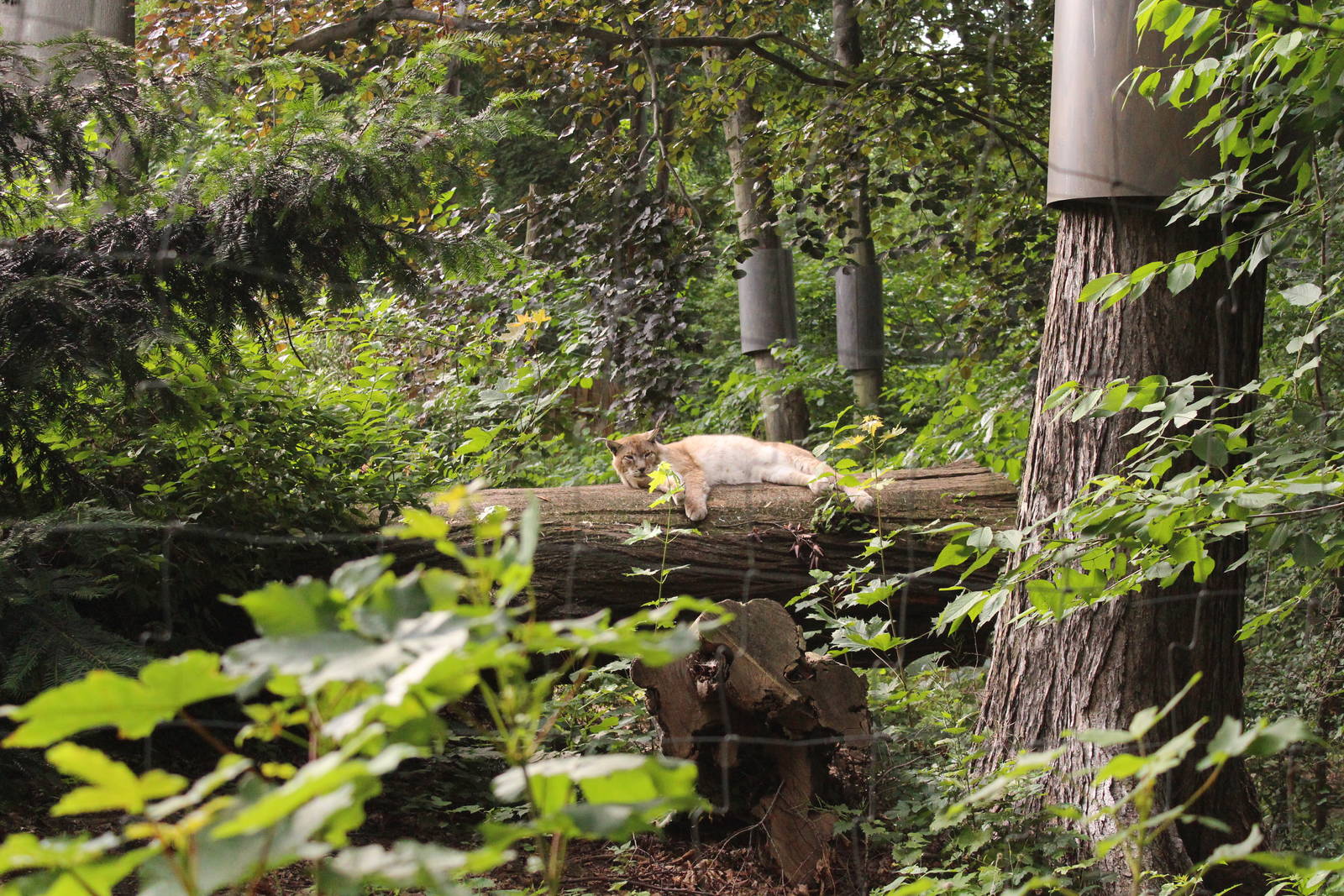 Siberian lynx, July 2013