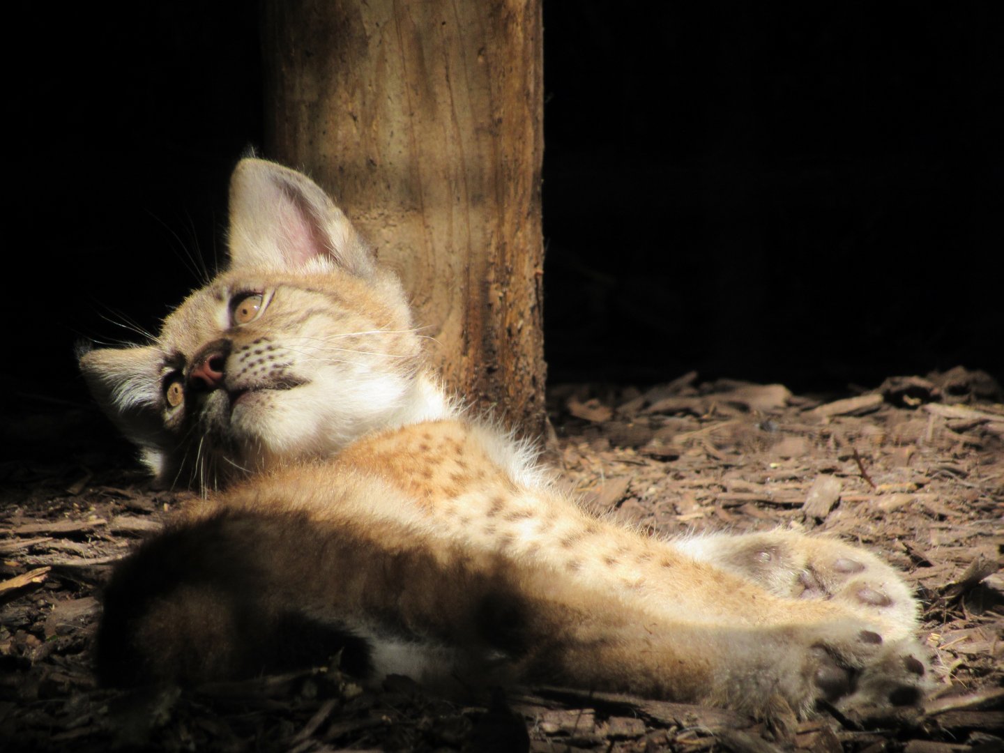 Siberian Lynx kitten